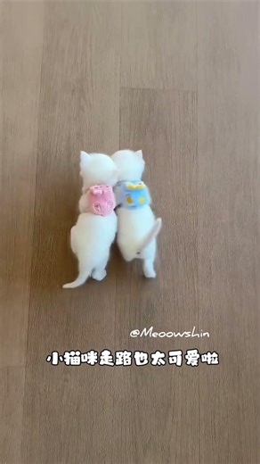 Two tiny kitten just running towards you 😻✨️