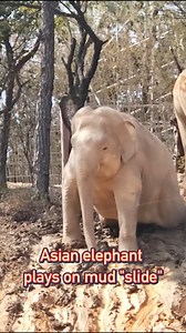 An Asian elephant had a fun time sliding down a mud "slide" at Guangzhou Chimelong Tourist Resort in south China's Guangdong Province. #China #Asia #elephant #Chinese #slide | China Xinhua News