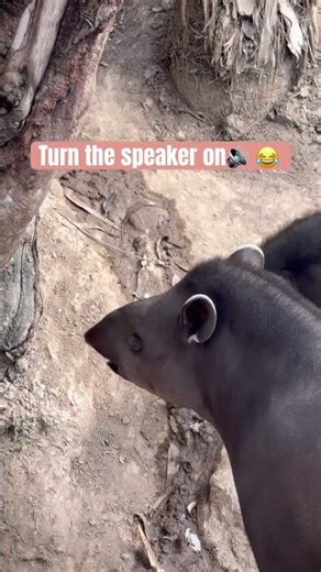 Tapir sound is funny 😄