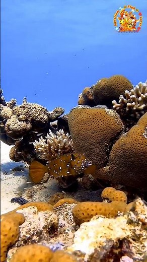 Yellow Boxfish #YellowBoxfish #ReefTank #FishKeeping #SaltwaterAquarium #Boxfish #OddlySatisfying