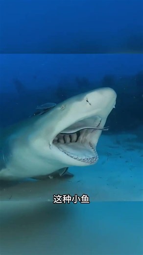 揭秘檸檬鯊：它為何不願傷害人類 #神奇動物 #海洋動物 #萬物皆有靈性 #動物科普 #動物的迷惑行為