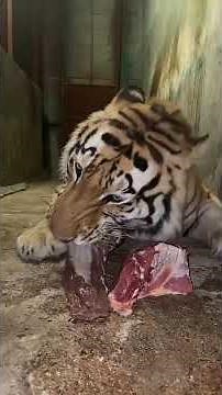 The giant Siberian tiger. It is the largest of them.