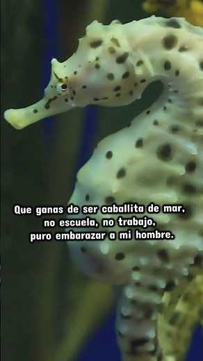 Caballitos de mar