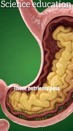 “What Happens Inside Your Body When You Eat Leeks 🧠🫀 (3D Anatomy)”