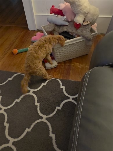 Angry little baby #cavapoo #cavapoopuppy #cavapoosoftiktok