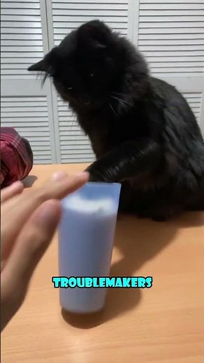 The Funny Truth About Male vs Female Cats