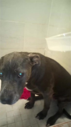 Taking my beautiful Sophia bath #goviralvideo #bakersfield #puppylove #dogbath | Yessenia Frutos