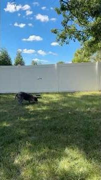 Hazel’s New Dogtra QL2 Bird Launcher 🐾🚀 #birdhunting #birddog #dogtraining #huntingpodcast #upland