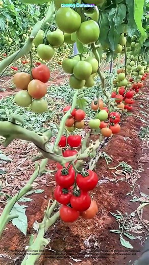 Precision Pruning: How Scissor - Harvesting Tomatoes Boosts Yield & Flavor