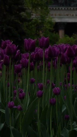 Viewing Dark🎶Purple Tulips 4K #explore #landscape #art #colors #europe #pitchblack #night #nature