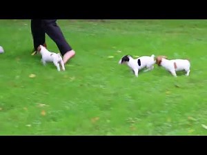 Jack Russell Puppies for Sale