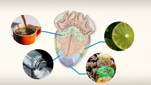 Debunking the Tongue Map: How Taste Buds Actually Work | Britannica