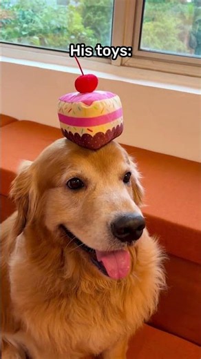 Tell us your dog is a foodie without telling us