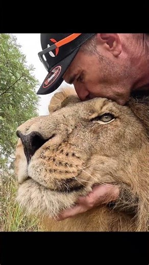 LION Comes for Some Love #cat #wildlife #nature