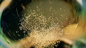 Champagne FIzzing In Glass Extreme Closeup