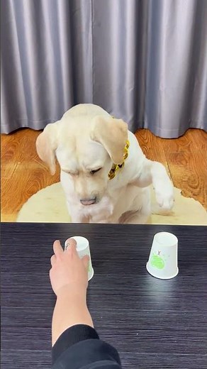 Dog: What you see is not necessarily true. #幽默汪驾到#萌宠#宠#搞笑#拉拉多 #doglover #Labrador#dog