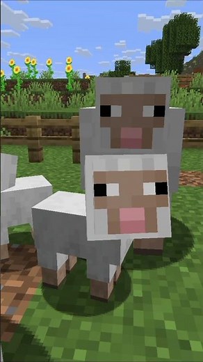 Wir vermehren unsere Schafe in Minecraft