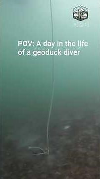 POV: Diving for geoduck — the world’s largest, goofiest burrowing clam