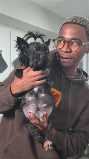 Essential Nutrition for Pregnant and Nursing Yorkies