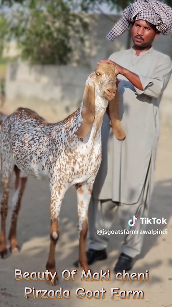 J&S Dairies And Goat Farm (@jsgoatsfarmrawalpindi)’s videos with original sound - ❤امسی 🥀