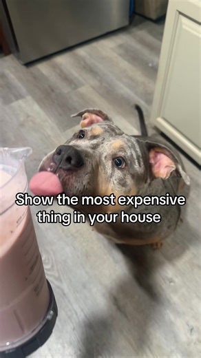 Understanding the American XL Bully Breed