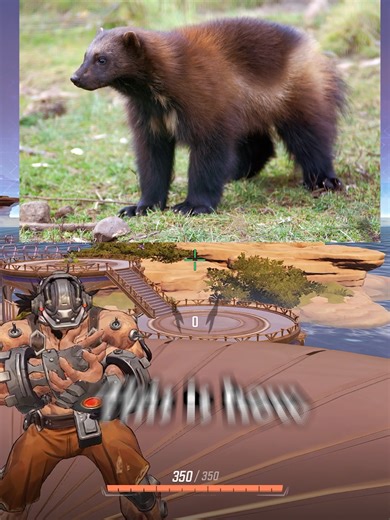 Wolberine guide?!?!?! #fyp #fypシ #darneeezyy #marvelrivals #marvelrivalsgame #marvel #marvelrivalsclips