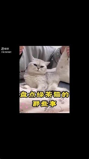 Funny Cat Videos Compilation