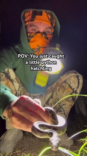 POV: You just caught a burmese python hatchling!