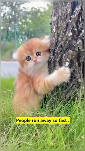 Can you say hello to me every day🥹 #puppy #cute #hot