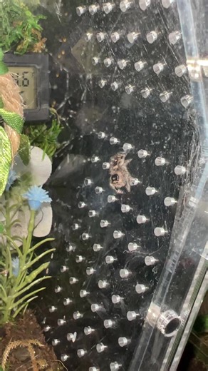 Building a Jumping Spider Enclosure: Tips and Tricks
