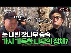 The Identity of the Tree Even Ghosts Feared, This Thorny Tree Found in a Beautiful Pine Forest | ...