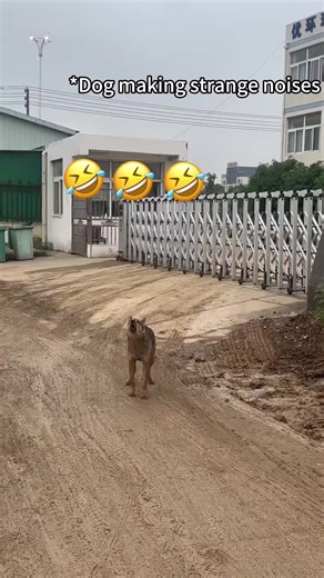 Funny Dog Barking Compilation