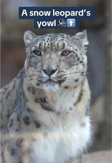 Discover the Unique Vocalizations of Snow Leopards