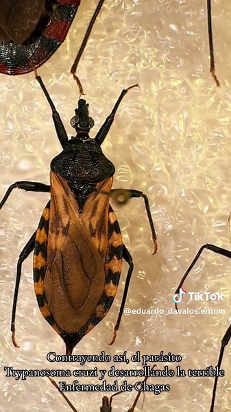 #chinches #besucona #bug #kissingbug #enfermedad #chagas #disease #chagasdisease #mexico #hemiptera #reduviidae #triatominae #insect #insecto #entomology #entomologia #medicine #medicina #peligro #mortal