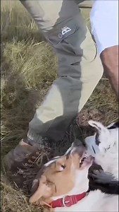 14K views · 19 reactions | Become a certified dog behaviourist. Launching Dog Behaviour Fundamentals Level 1 Certification soon. 﫡 | Oh My Dog | Facebook