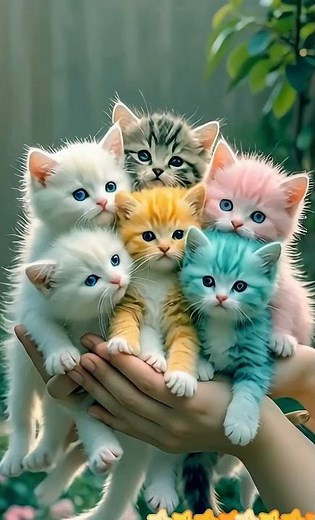 Cute And Beautiful Cats Playing Together