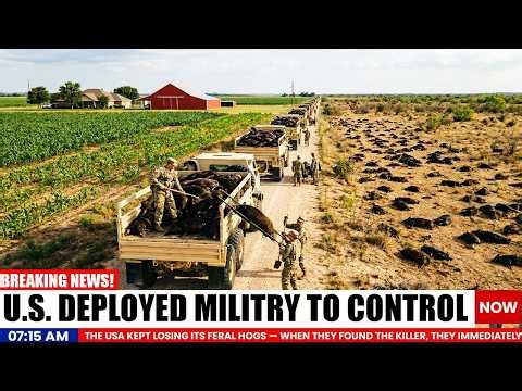 Millions of Feral Hogs Found Dead in TEXAS, U.S. Military Deployed After Finding The KILLER!