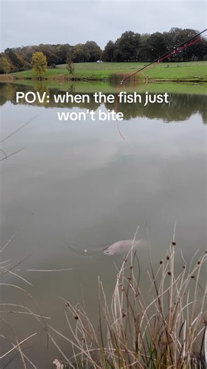 This trout was more then likely diseased or injured in some way but I still had to try and catch it. #trout #fishin #bite