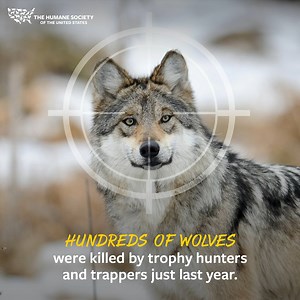 Stop the senseless slaughter of gray wolves! Over 700 wolves have already been killed by trophy hunters and trappers in the Northern Rockies during the 2021-2022 season. That number will keep rising unless federal protections for wolves are restored. Tell the U.S. Department of the Interior to #RelistWolves and restore their federal protections in the Northern Rockies NOW: https://hsus.link/zpexm7 #EndangeredSpeciesDay | Humane World for Animals