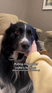When your border collie changes moods like it’s his job🫣👀 He has very strong feelings about just about everything😆 I can tell just how he feels by taking one look🤭 Most of the time he looks sad, depressed, and neglected… when in reality he’s the most spoiled dog alive😅 I think that’s just him judging my every move🤷🏼‍♀️ Does your border collie change moods like it’s their job?🫣⬇️ #bordercollie #bordercollies #bordercolliesarethebest #bordercolliesofinstagram #herdingdog #herdingdogs #herd