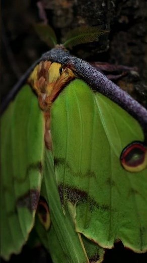 Up Close With One Of Nature’s Most Beautiful Moths!