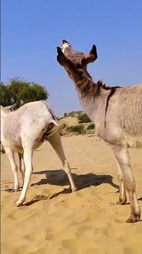 Donkey Mating New Video #animals #mating