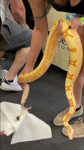 ヘビのトイレトレーニング?　#ボールパイソン#python #shorts