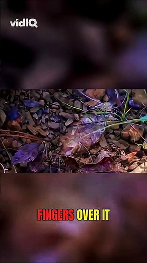 Pulling Out a Raw Quartz Crystal (Never Seen One Like This) #MineralCollecting #Discovery