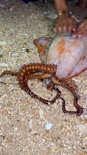 Squid vs octopus #fishing #sea #nature