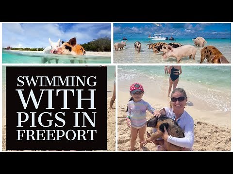 Swimming with Pigs in Freeport Bahamas | Munchkin World