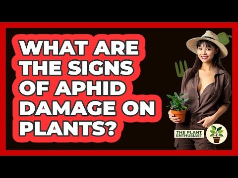 What Are The Signs Of Aphid Damage On Plants?