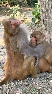 Monkey's funny behaviour😁 . . . . . . . . . . . . #LaughWithAnimals #monkeyfunny #monkeyfunnybehaviour | Laugh with Animals