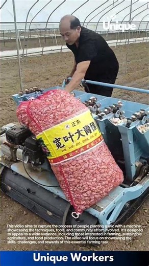 Planting garlic with a machine: people planting garlic with a machine