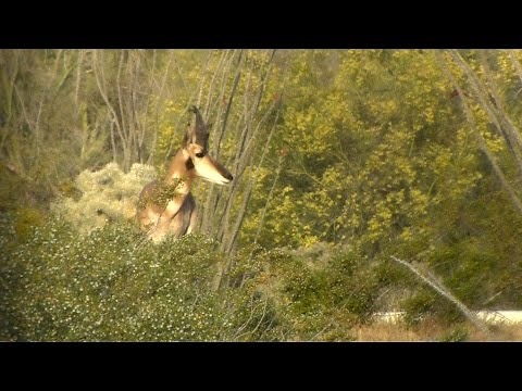Sonoran Pronghorn Recovery